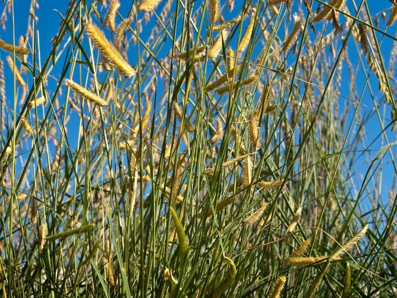 Blue Grama Grass