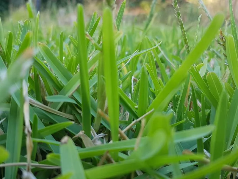 Buffalo Grass