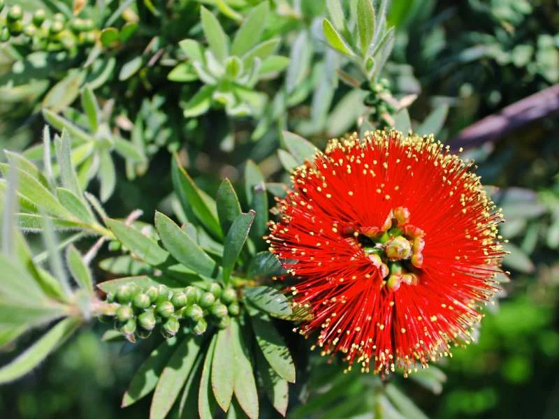 Dwarf Bottlebrush