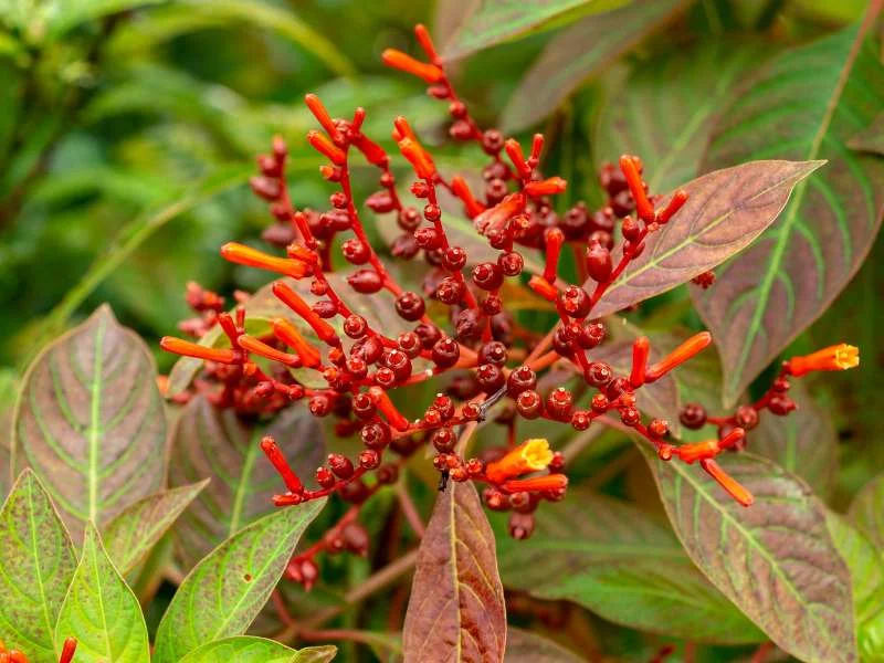 Firebush (Hamelia patens)