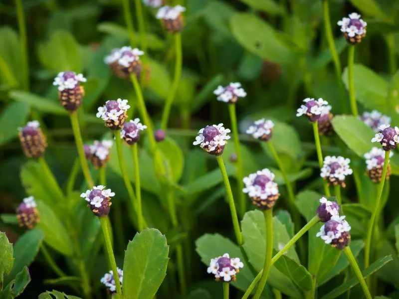 Frogfruit (Phyla nodiflora)
