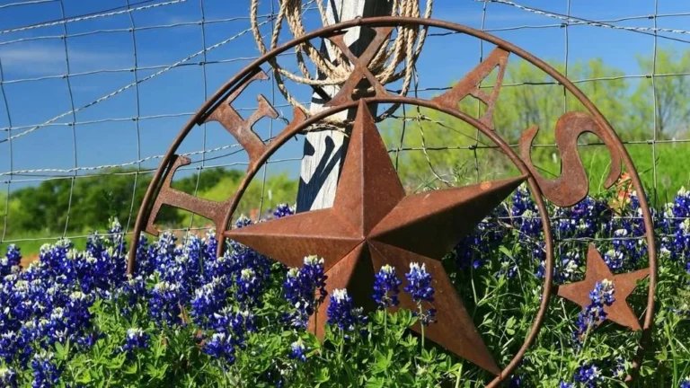 Low-Maintenance Outdoor Plants Texas