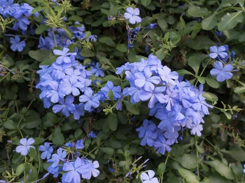 Plumbago