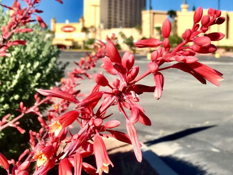 Red Yucca (Hesperaloe parviflora)