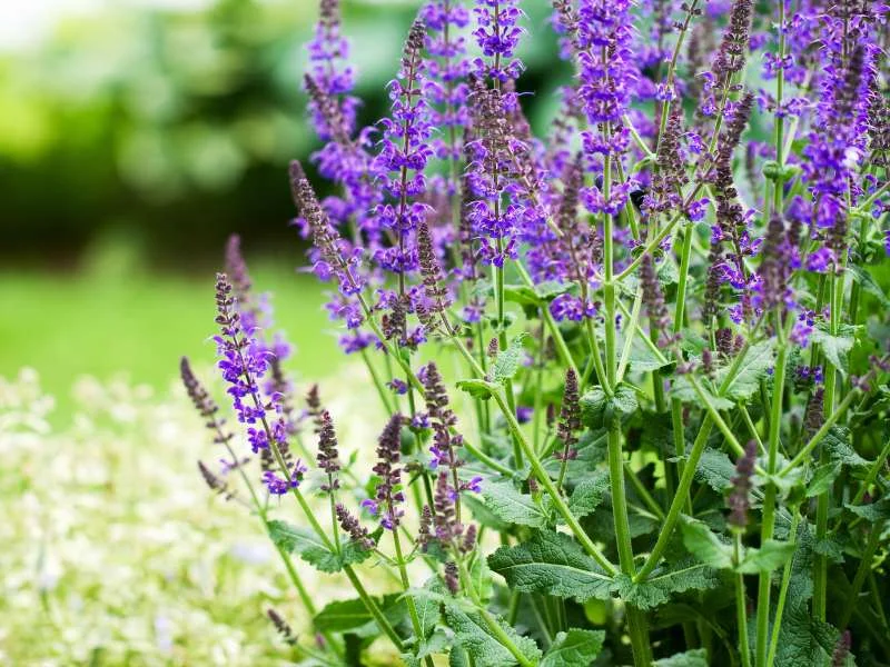 Salvia Greggii