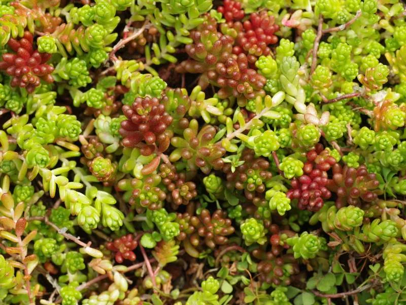 Sedum