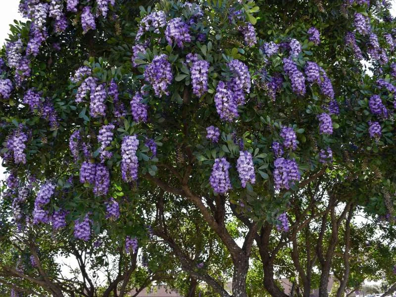 Texas Mountain Laurel