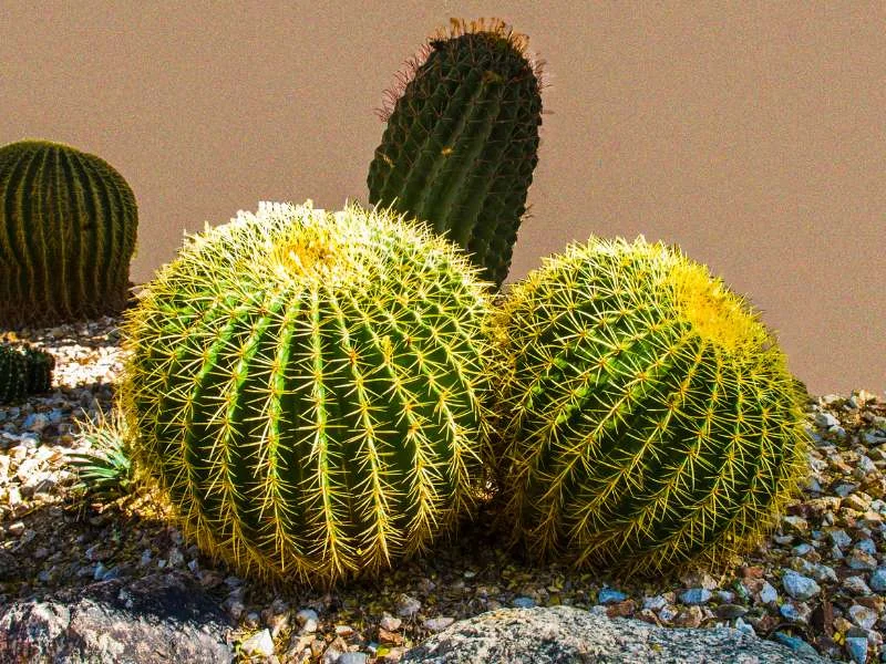 barrel cactus